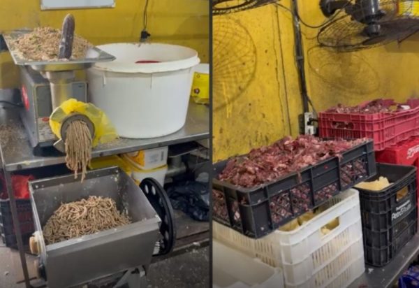 Ratos, baratas e alimentos vencidos: fábrica de salgados é interditada na Zona Norte