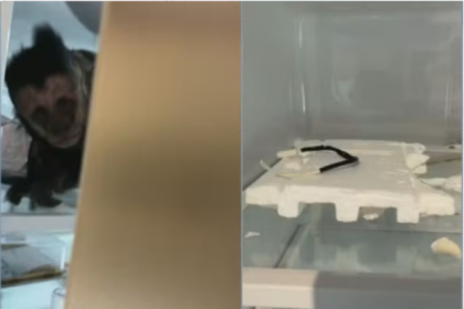 Invasão inusitada: macaco-prego é flagrado dentro de geladeira