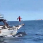 Baleia jubarte é atropelada por barco em Arraial