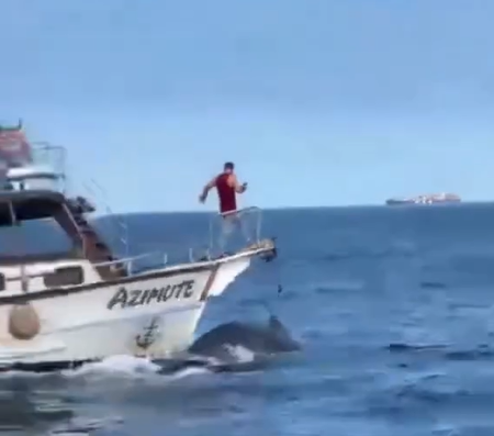 Baleia jubarte é atropelada por barco em Arraial