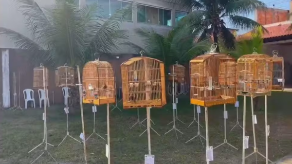 Polícia prende 20 em campeonato ilegal de canto de pássaros em Nova Iguaçu