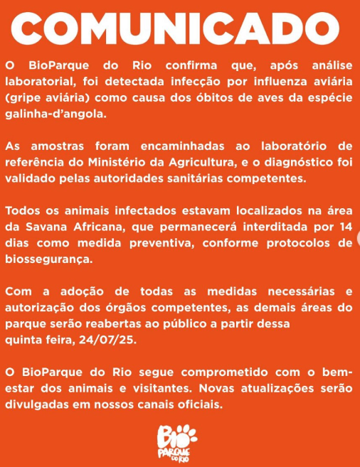BioParque confirma gripe aviária como causa da morte de nove galinhas-d’angola 62 Captura de tela 2025 07 23 110005