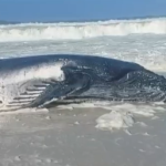Filhote de baleia-jubarte é resgatado com vida depois de encalhar em Arraial do Cabo