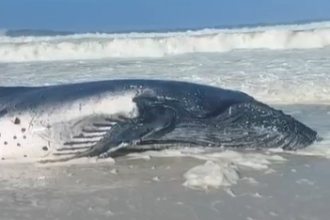 Filhote de baleia-jubarte é resgatado com vida depois de encalhar em Arraial do Cabo