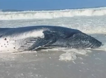 Filhote de baleia-jubarte é resgatado com vida depois de encalhar em Arraial do Cabo