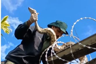 Jiboia se enrola no muro errado e dá trabalho para resgate em Niterói