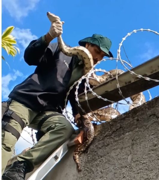 Jiboia se enrola no muro errado e dá trabalho para resgate em Niterói