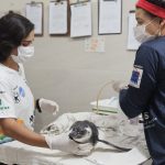 Instituto BW realiza o primeiro resgate de Pinguim-de-Magalhães vivo da temporada 2025