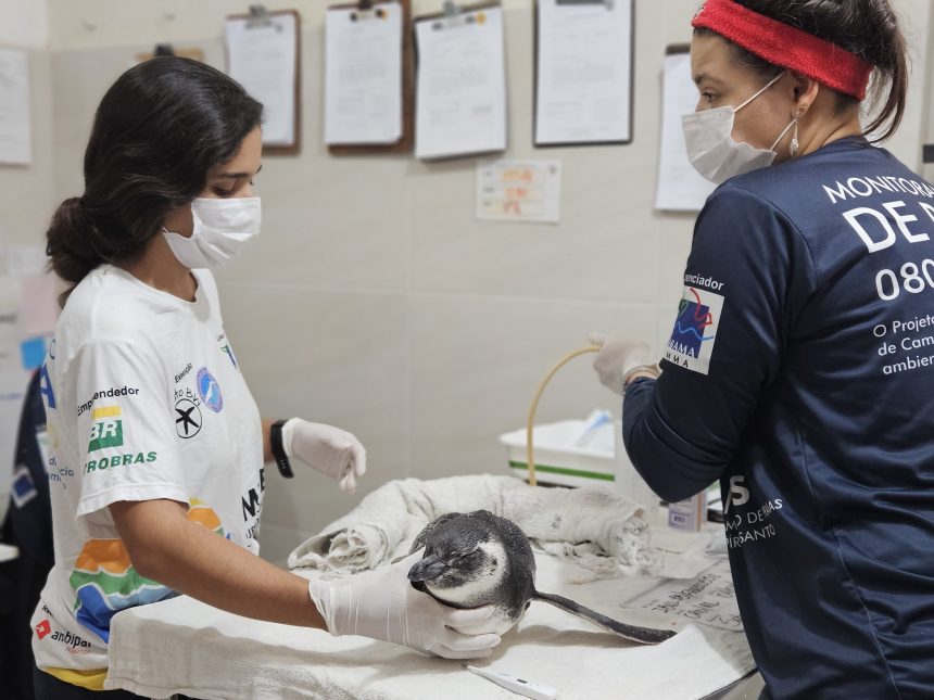 Instituto BW realiza o primeiro resgate de Pinguim-de-Magalhães vivo da temporada 2025