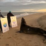 Visita ilustre: elefante-marinho aparece na Praia do Farolzinho, em Campos