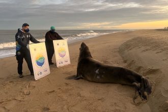 Visita ilustre: elefante-marinho aparece na Praia do Farolzinho, em Campos