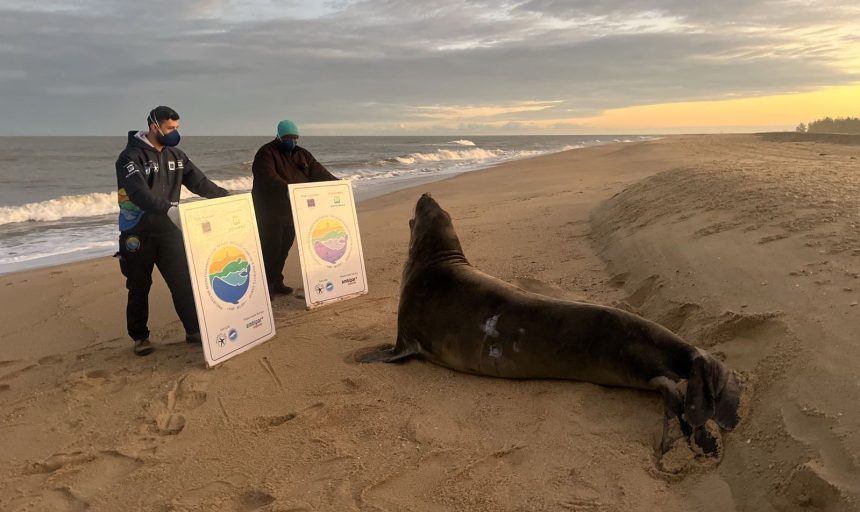 Visita ilustre: elefante-marinho aparece na Praia do Farolzinho, em Campos