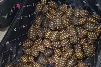 Centenas de filhotes de jabutis são encontrados dentro de mala pela PRF
