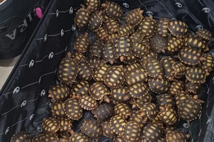 Centenas de filhotes de jabutis são encontrados dentro de mala pela PRF