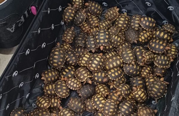 Centenas de filhotes de jabutis são encontrados dentro de mala pela PRF