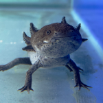 BioParque inaugura "Reino dos Axolotes" nas férias escolares