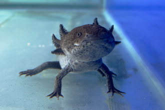 BioParque inaugura "Reino dos Axolotes" nas férias escolares