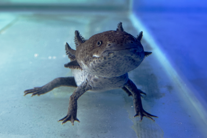 BioParque inaugura "Reino dos Axolotes" nas férias escolares