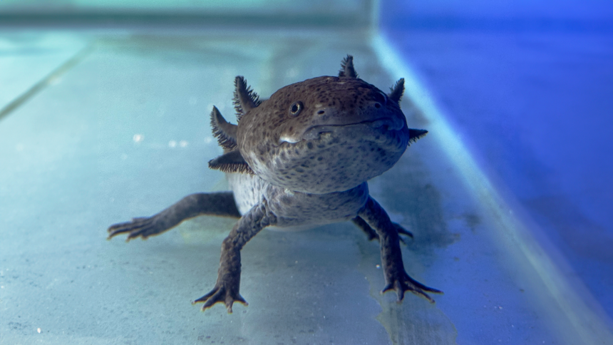 BioParque inaugura "Reino dos Axolotes" nas férias escolares