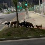 Moradores denunciam ataques de cães soltos a animais em Niterói; veja o vídeo