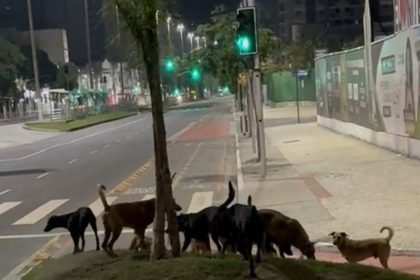 Moradores denunciam ataques de cães soltos a animais em Niterói; veja o vídeo