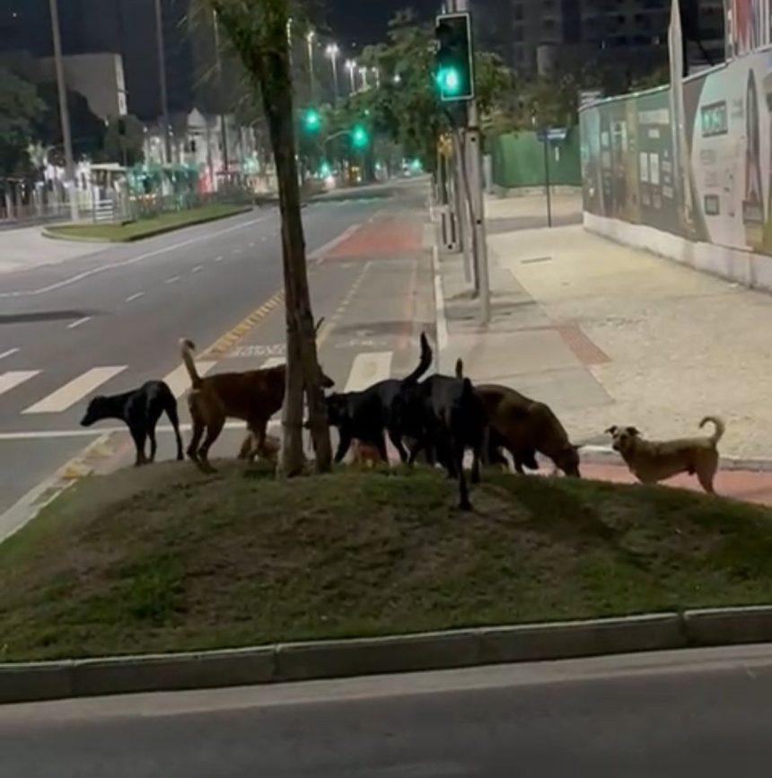 Moradores denunciam ataques de cães soltos a animais em Niterói; veja o vídeo