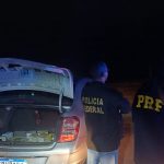 PRF e Polícia Civil apreendem 90 aves silvestres dentro de um porta-malas
