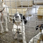 Paraíba do Sul endurece o combate ao abandono de animais