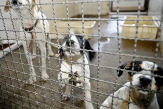 Paraíba do Sul endurece o combate ao abandono de animais