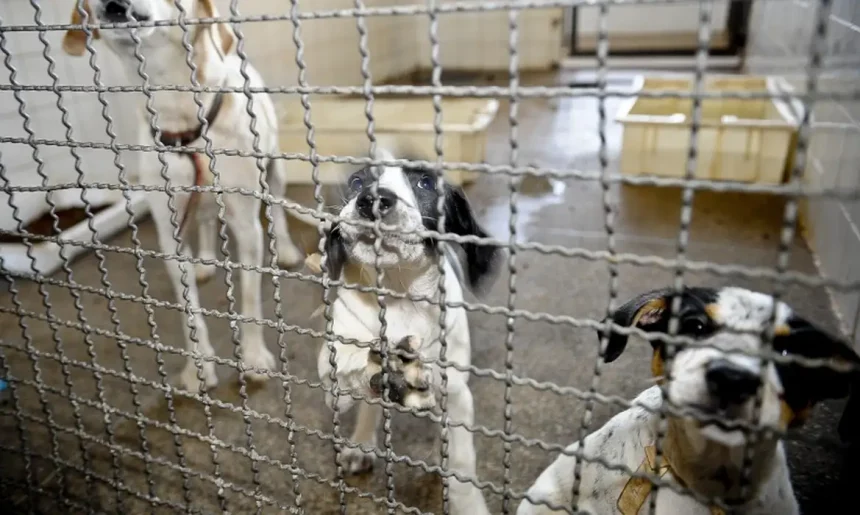 Paraíba do Sul endurece o combate ao abandono de animais