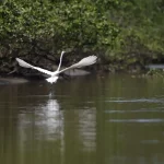 Reflorestamento permite volta de animais a mangue na Baía de Guanabara