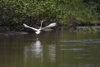 Reflorestamento permite volta de animais a mangue na Baía de Guanabara
