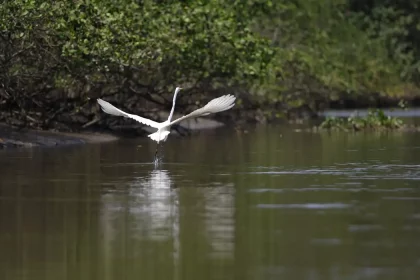 Reflorestamento permite volta de animais a mangue na Baía de Guanabara