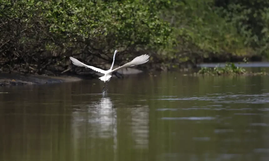 Reflorestamento permite volta de animais a mangue na Baía de Guanabara