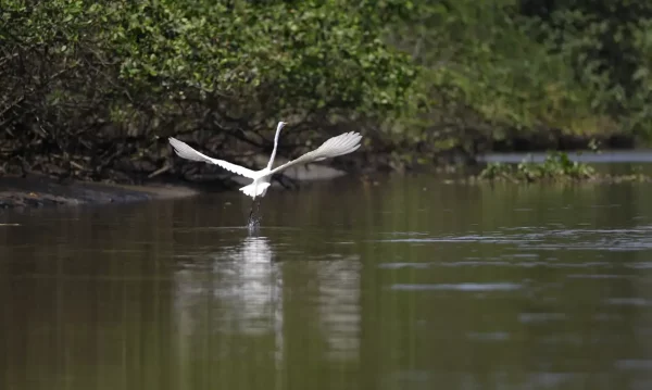 Reflorestamento permite volta de animais a mangue na Baía de Guanabara 48 Reflorestamento permite volta de animais a mangue na Baía de Guanabara