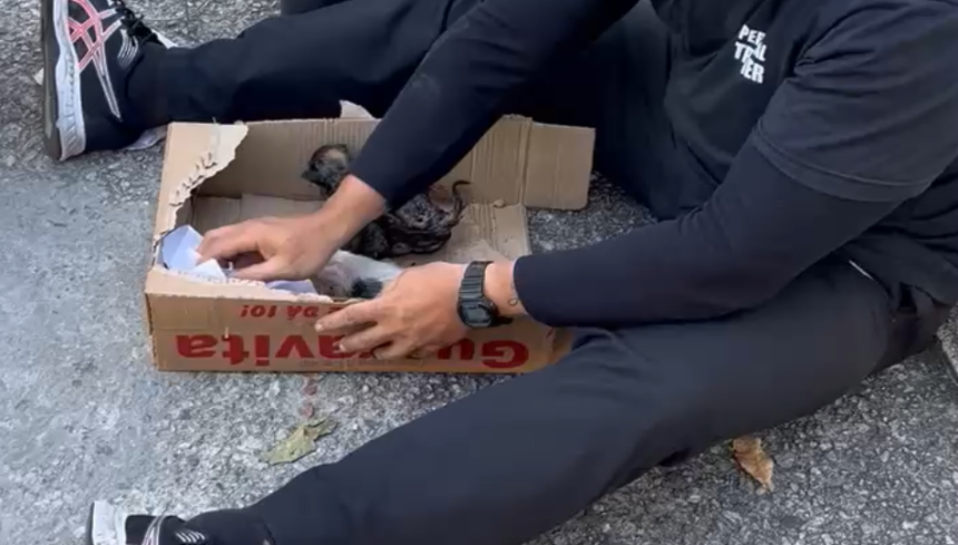 Mulher é flagrada jogando filhotes de gato em rio no Engenho Novo; veja o vídeo