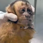 Fêmea de macaco-prego é baleada na Gávea e corre risco de ficar paraplégica