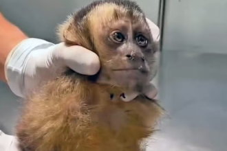 Fêmea de macaco-prego é baleada na Gávea e corre risco de ficar paraplégica