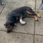 ‘Jurado de morte' por traficantes, cachorro é baleado na Zona Norte do Rio
