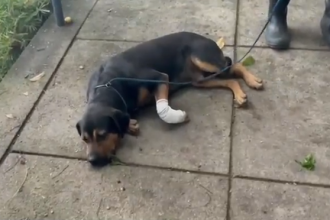 ‘Jurado de morte' por traficantes, cachorro é baleado na Zona Norte do Rio
