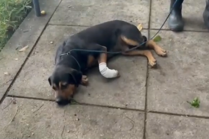 ‘Jurado de morte' por traficantes, cachorro é baleado na Zona Norte do Rio