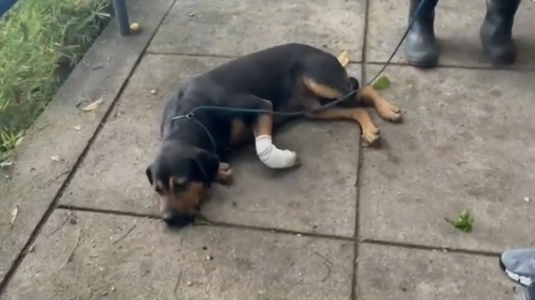 ‘Jurado de morte' por traficantes, cachorro é baleado na Zona Norte do Rio