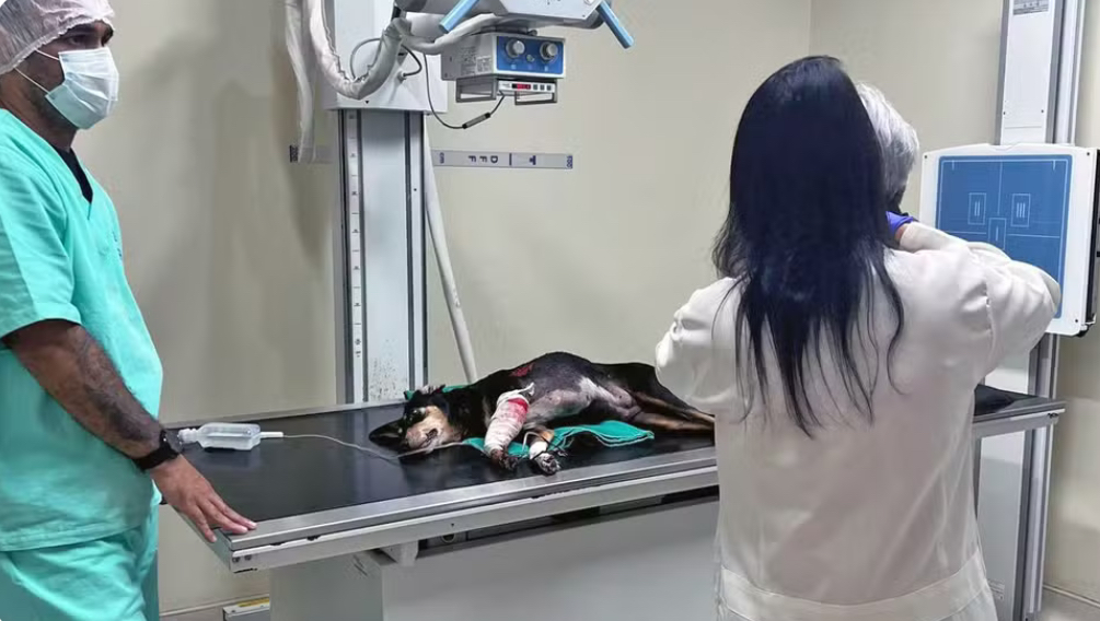 Creche é invadida por criminosos em Vicente de Carvalho; cadela é atingida por tiro 62 IMG 8761