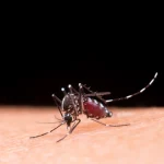 Câmara do Rio vota, nesta terça, projeto que prevê a distribuição de repelentes em escolas e unidades de saúde: ação pretende combater doenças como as causadas pelo mosquito Aedes aegypti
