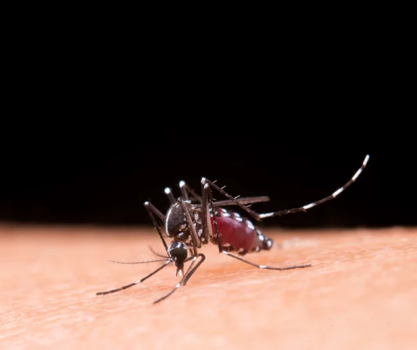 Câmara do Rio vota, nesta terça, projeto que prevê a distribuição de repelentes em escolas e unidades de saúde: ação pretende combater doenças como as causadas pelo mosquito Aedes aegypti