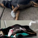 Depois de seis animais baleados em setembro, casos acendem alerta no Rio
