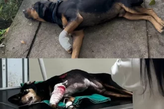 Depois de seis animais baleados em setembro, casos acendem alerta no Rio