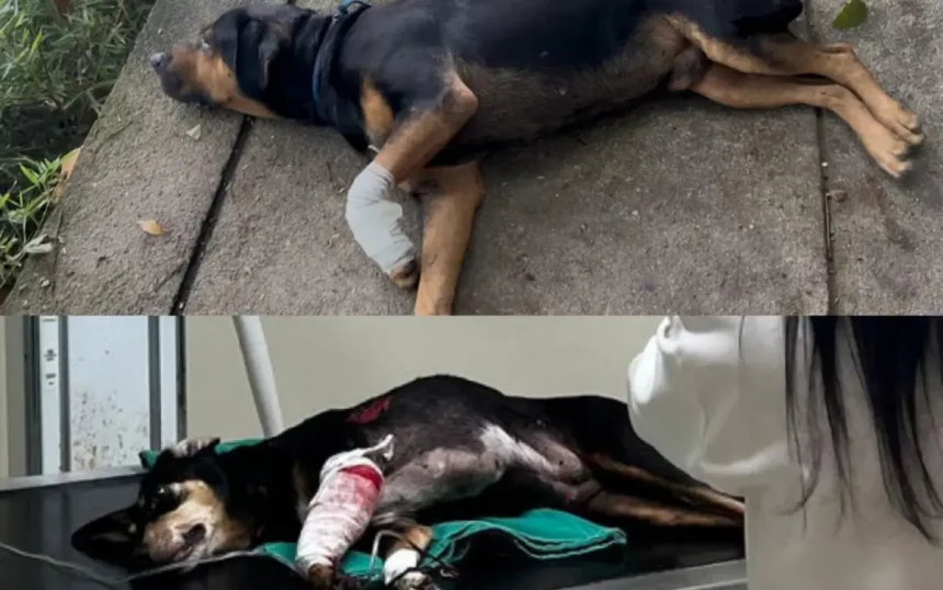 Depois de seis animais baleados em setembro, casos acendem alerta no Rio