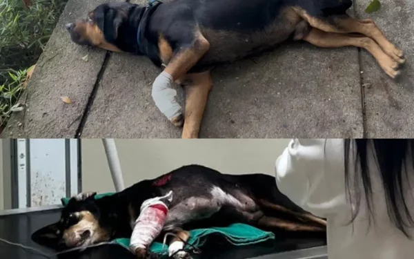 Depois de seis animais baleados em setembro, casos acendem alerta no Rio
