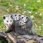 92 animais silvestres foram apreendidos em operação do MP.
